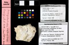 Foto (Objekt + Etiketten) von Ammopylocheles mclaughlinae (Van Bakel, Fraaije, Jagt & Artal, 2008) 